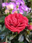 鲜花