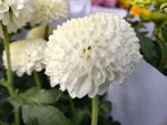 鲜花