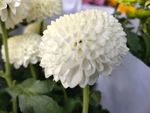 鲜花