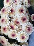 鲜花