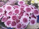 鲜花