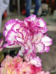 鲜花