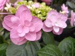 鲜花