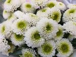 鲜花