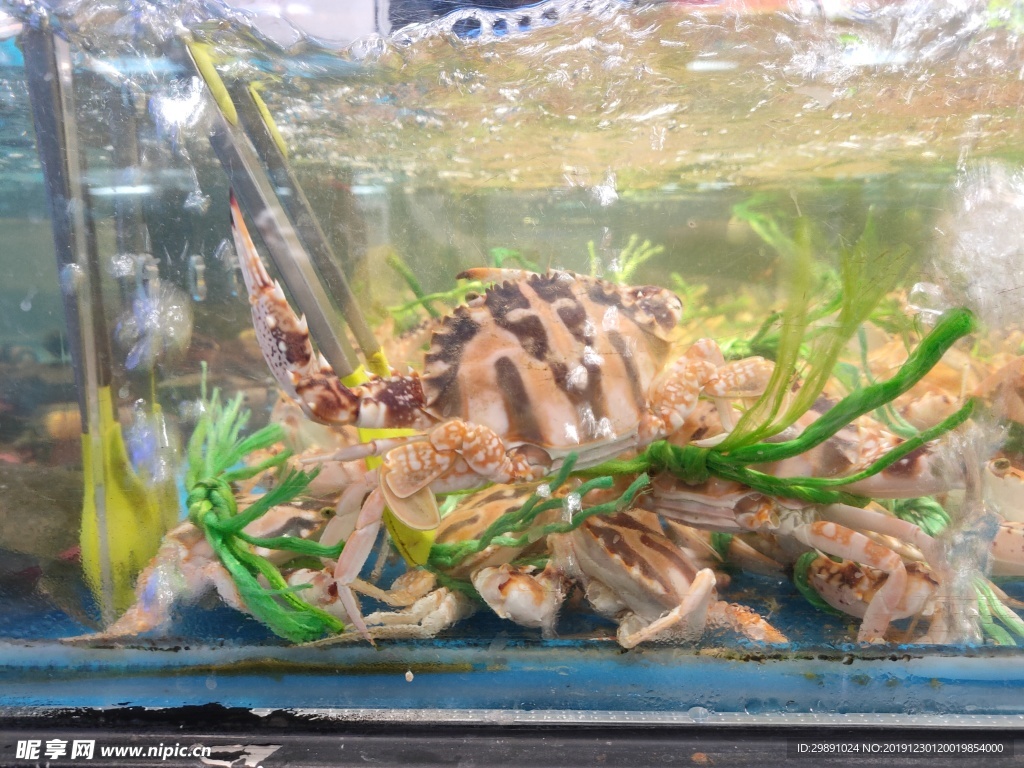 蟹