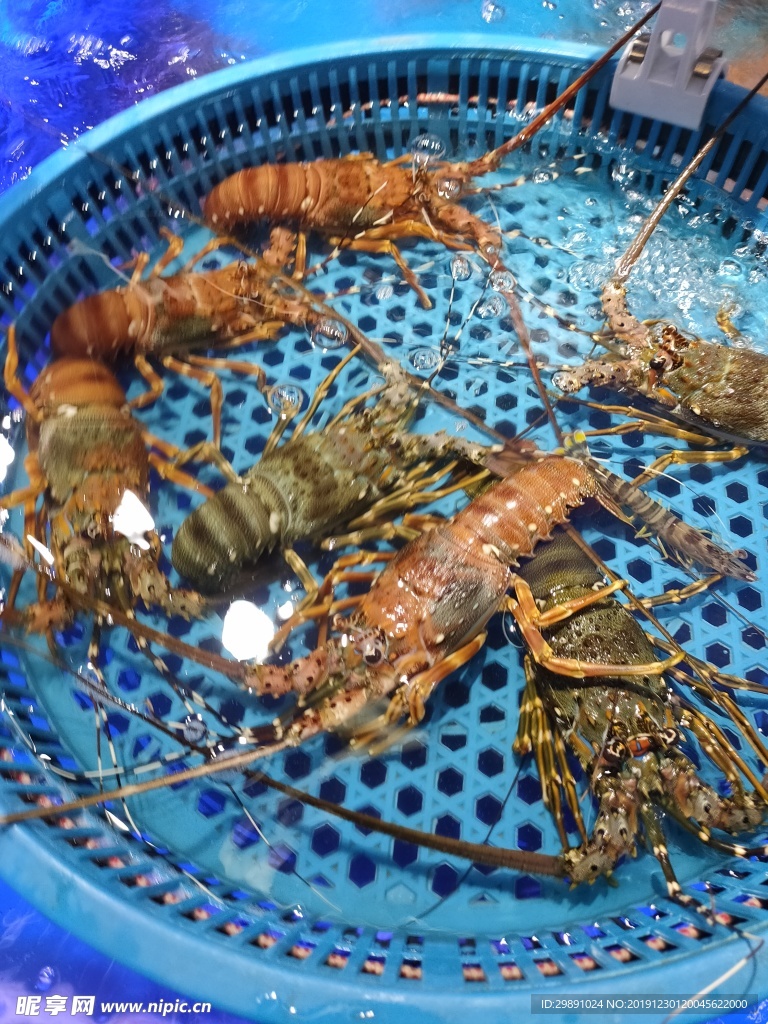 虾
