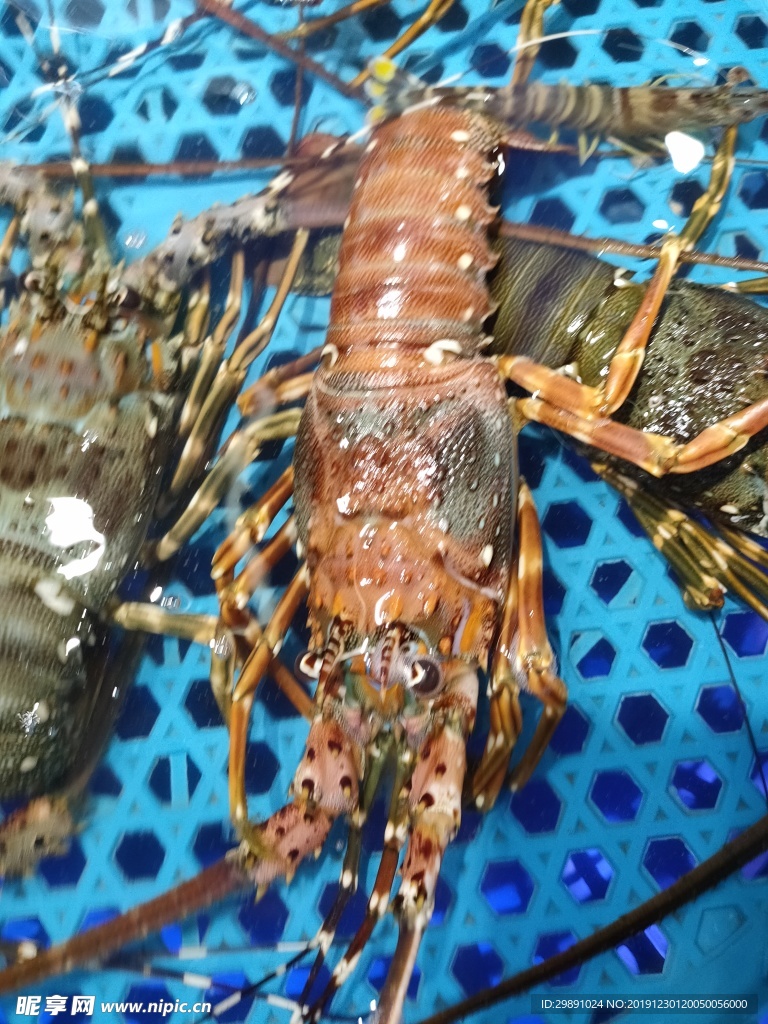 虾