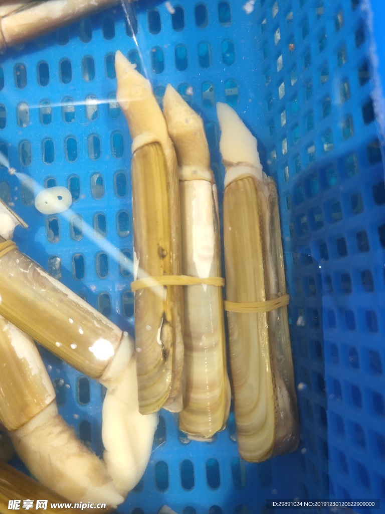 蛏子