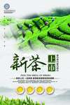 新茶
