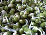 豆芽