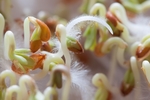 豆芽