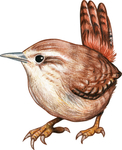 小鸟