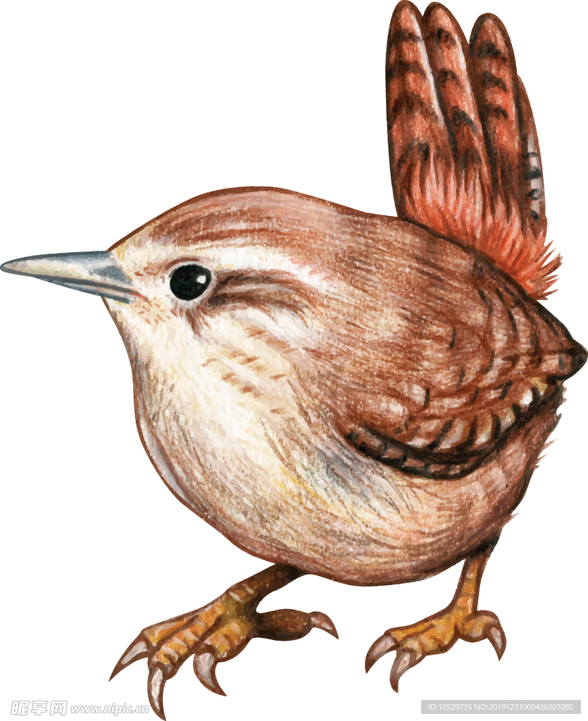 小鸟