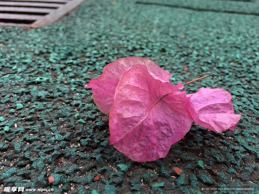 花朵花卉