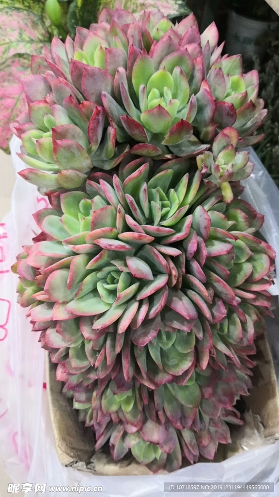 花朵花卉