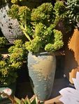花朵花卉