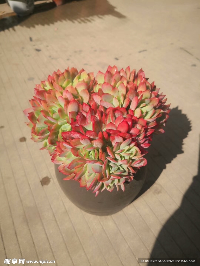 花朵花卉