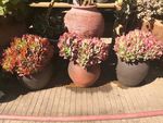 花朵花卉
