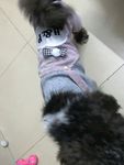 小狗狗