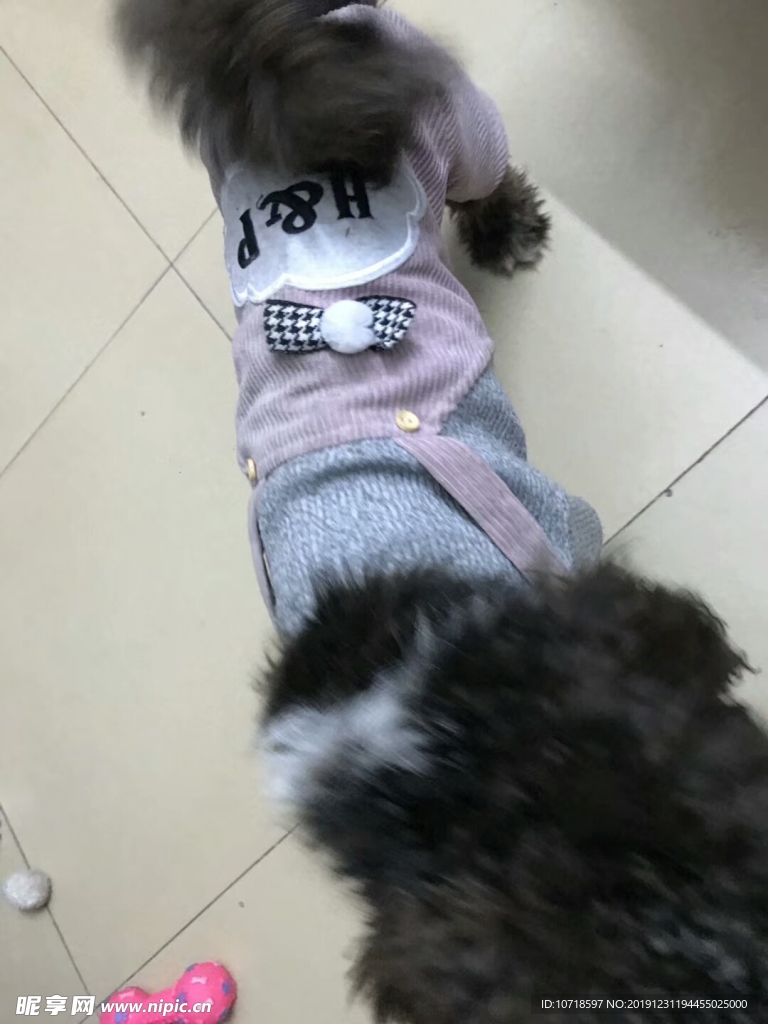 小狗狗