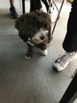 小狗狗