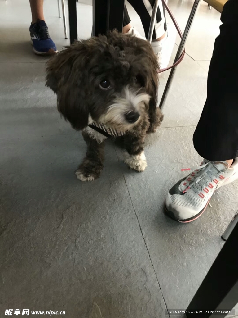 小狗狗