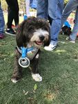小狗狗