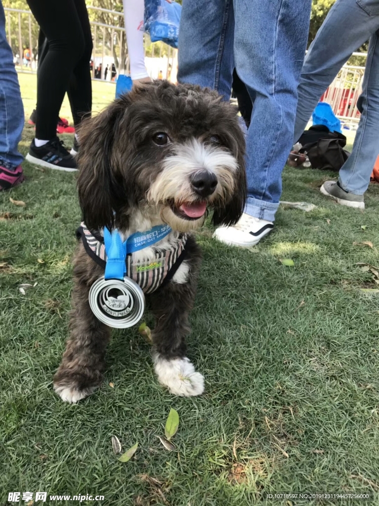 小狗狗