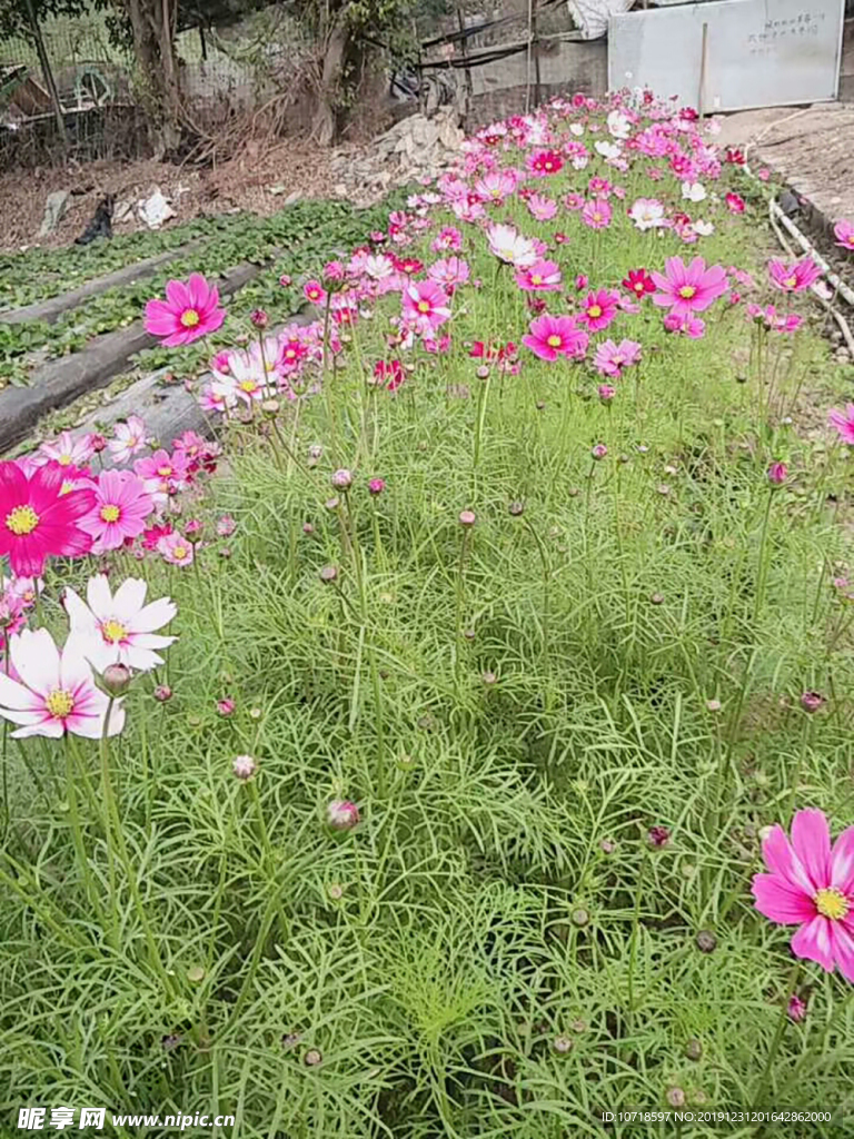 花朵花卉