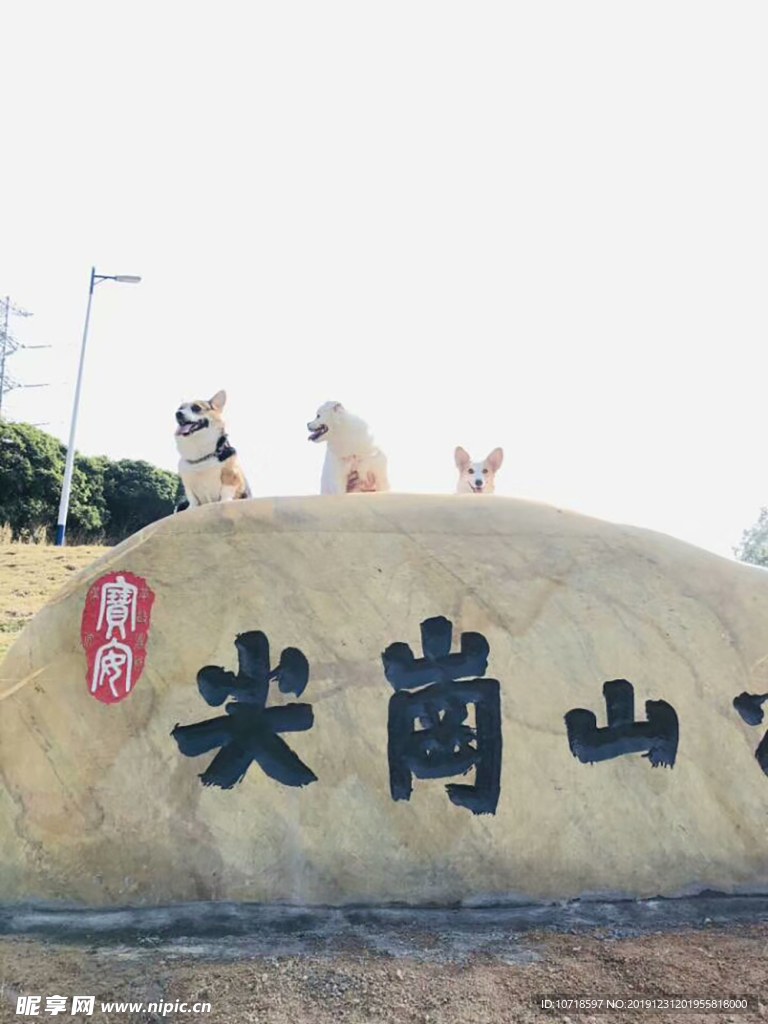 小狗狗