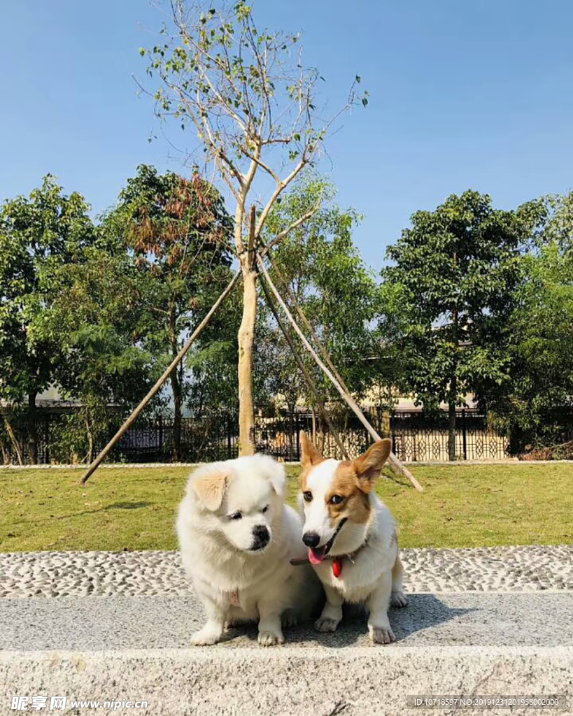 小狗狗