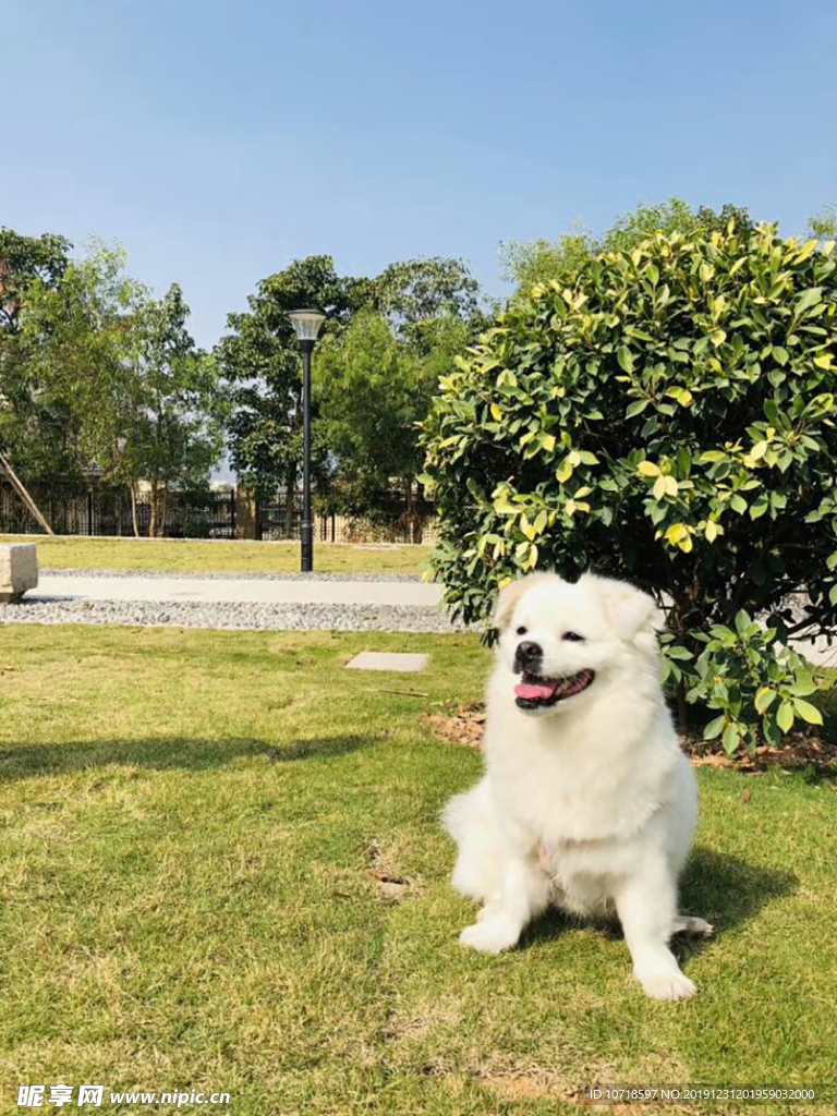 小狗狗