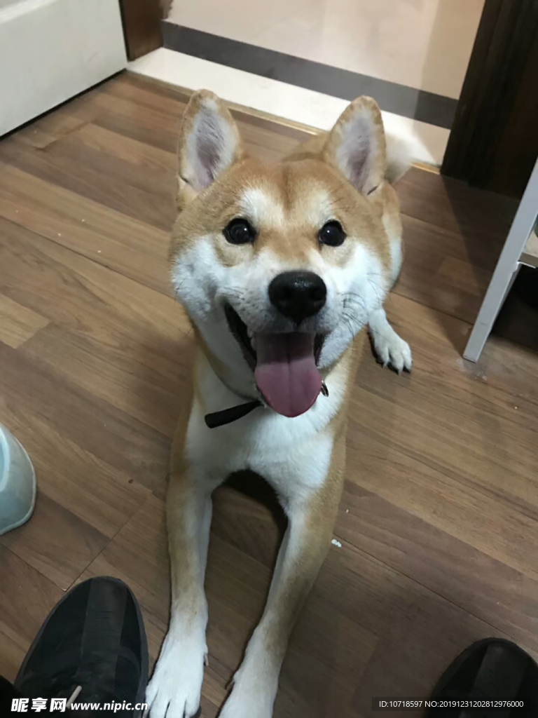 小狗狗