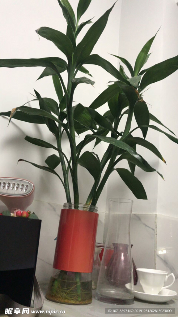 花朵花卉