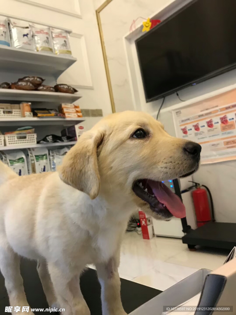 小狗狗