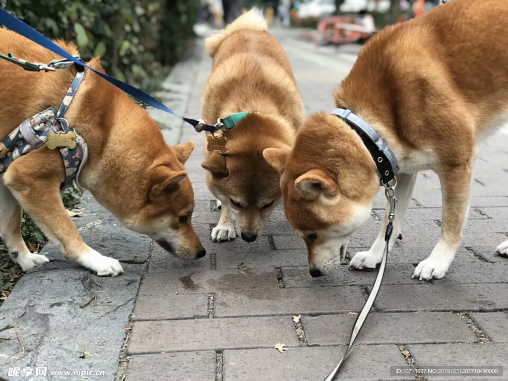 小狗狗