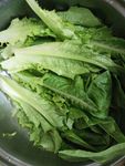 生菜