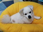 小狗狗