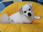 小狗狗