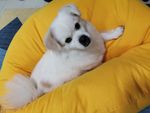 小狗狗