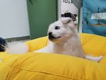 小狗狗