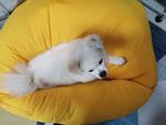 小狗狗