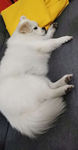 小狗狗