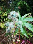 花朵花卉