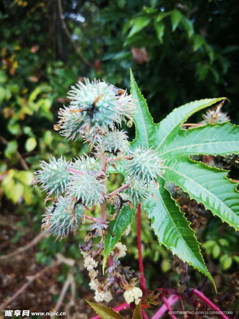 花朵花卉