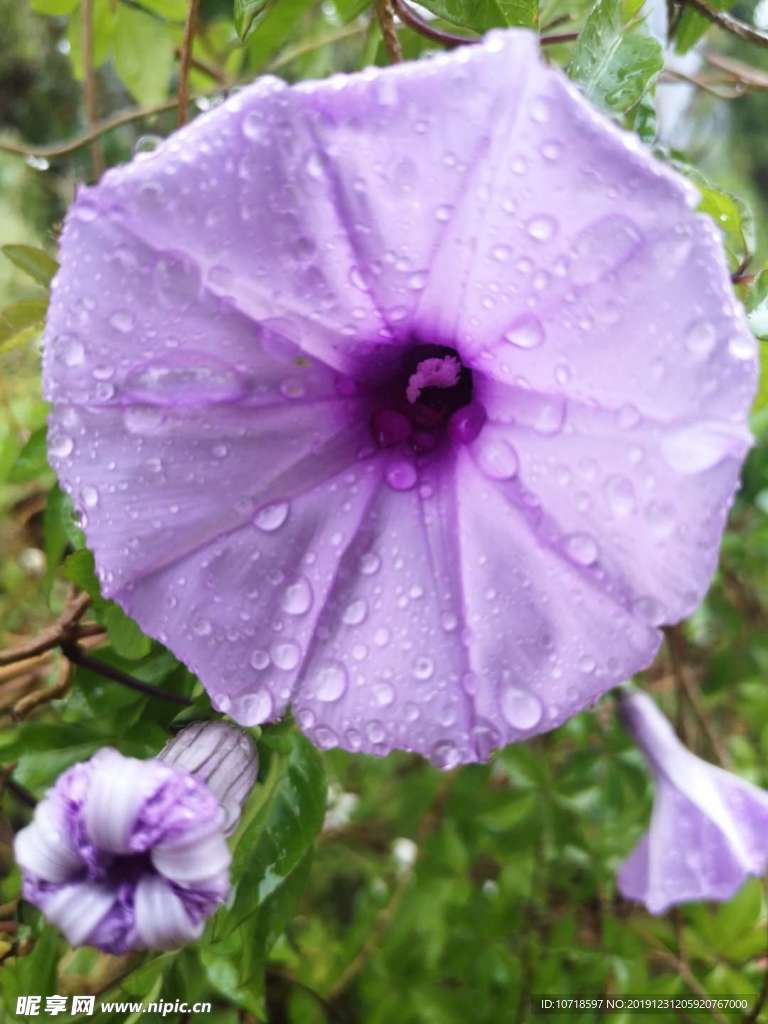 花朵花卉