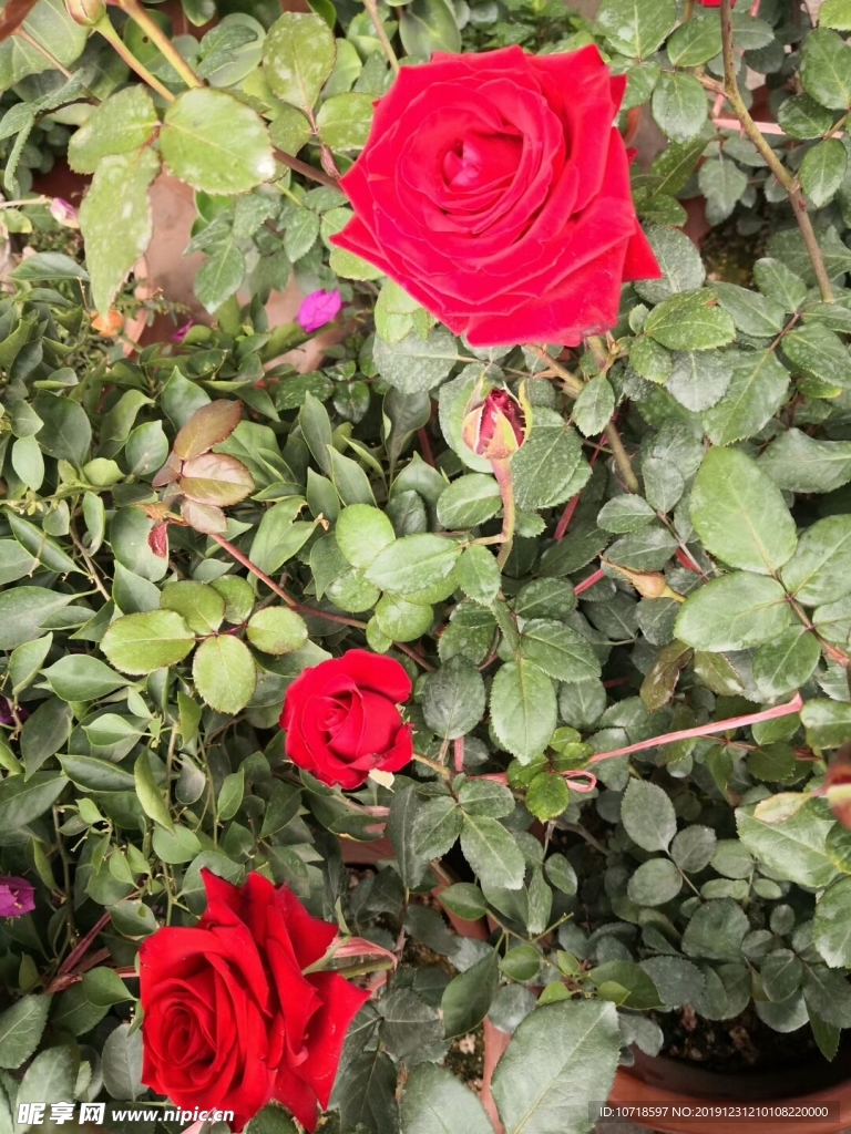 花朵花卉