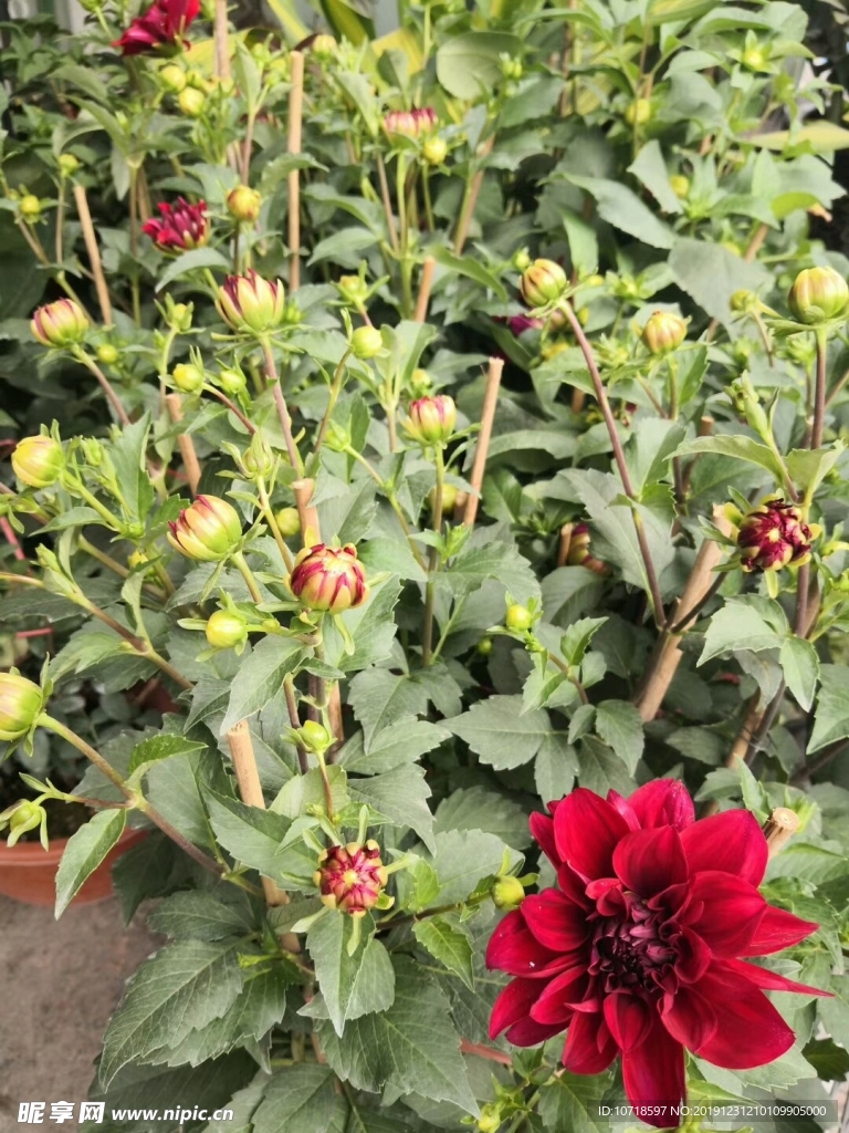 花朵花卉