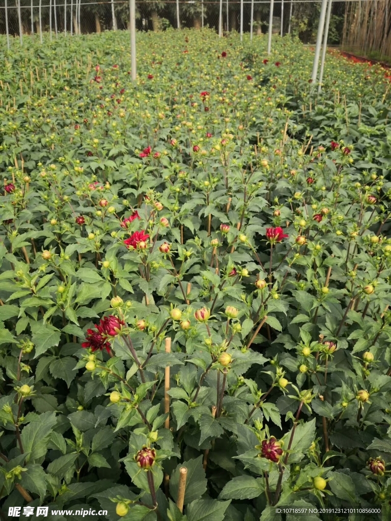 花朵花卉