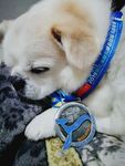 小狗狗
